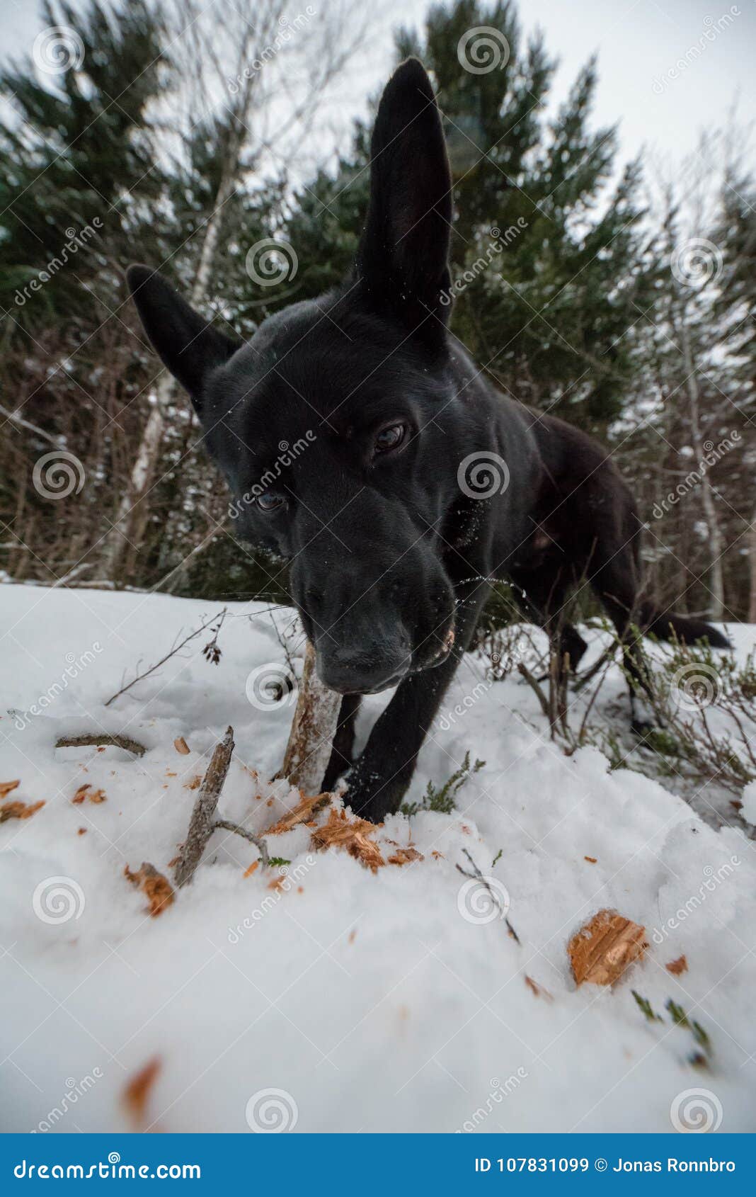 A Black Dog Eating on a Stick Stock Image Image of wild, play 107831099
