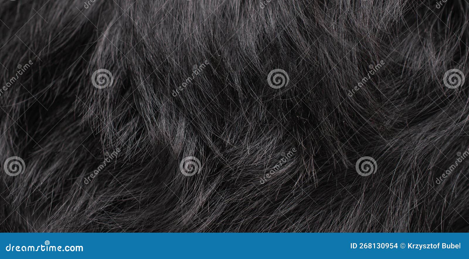 Black Dog Fur with Visible Texture. Background Stock Photo Image of