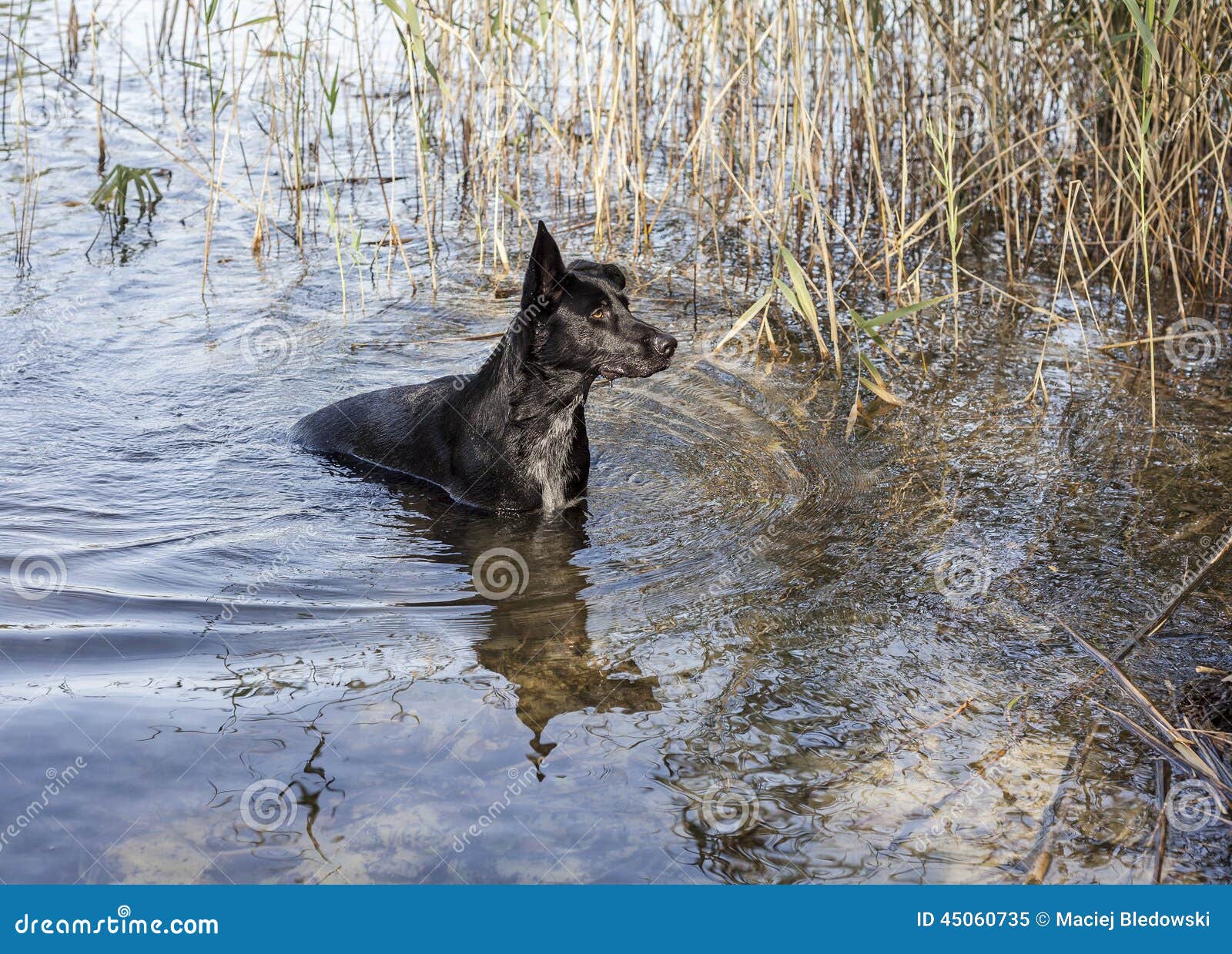Black Dog Going Out from Lake Water Stock Image Image of happiness