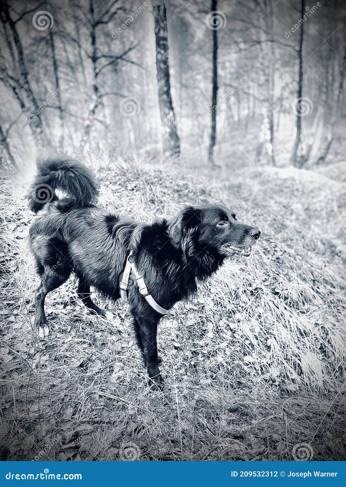Black dog stock photo. Image of black, woods, walk 209532312
