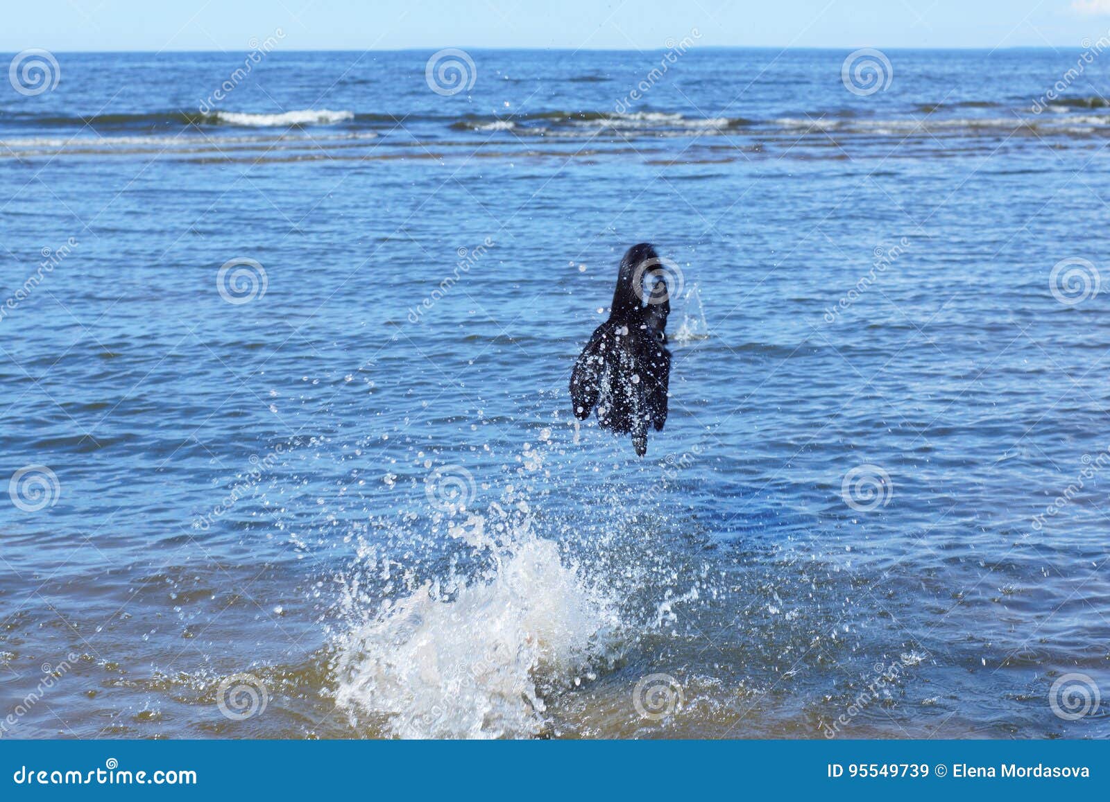 Black Dog Jumps into the Water with a Running Start, Spray Stock Image