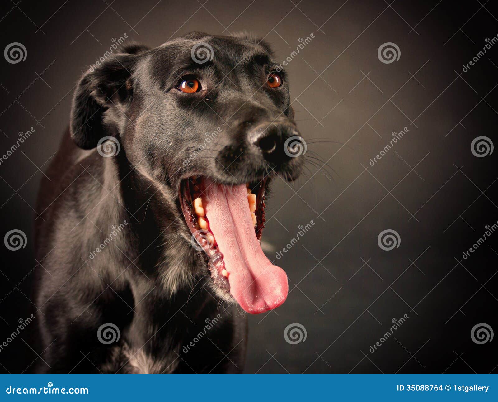 Black dog (62) stock photo. Image of healthy, grey, fluffy 35088764