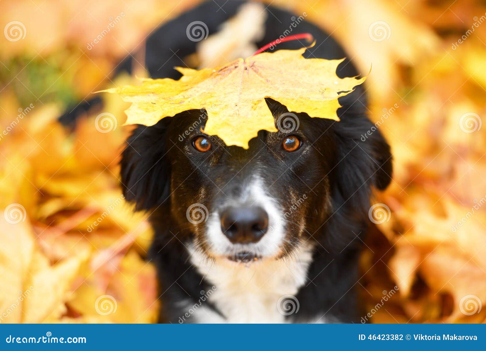 Black Dog and Maple Leaf, Autumn Stock Photo Image of canine, look