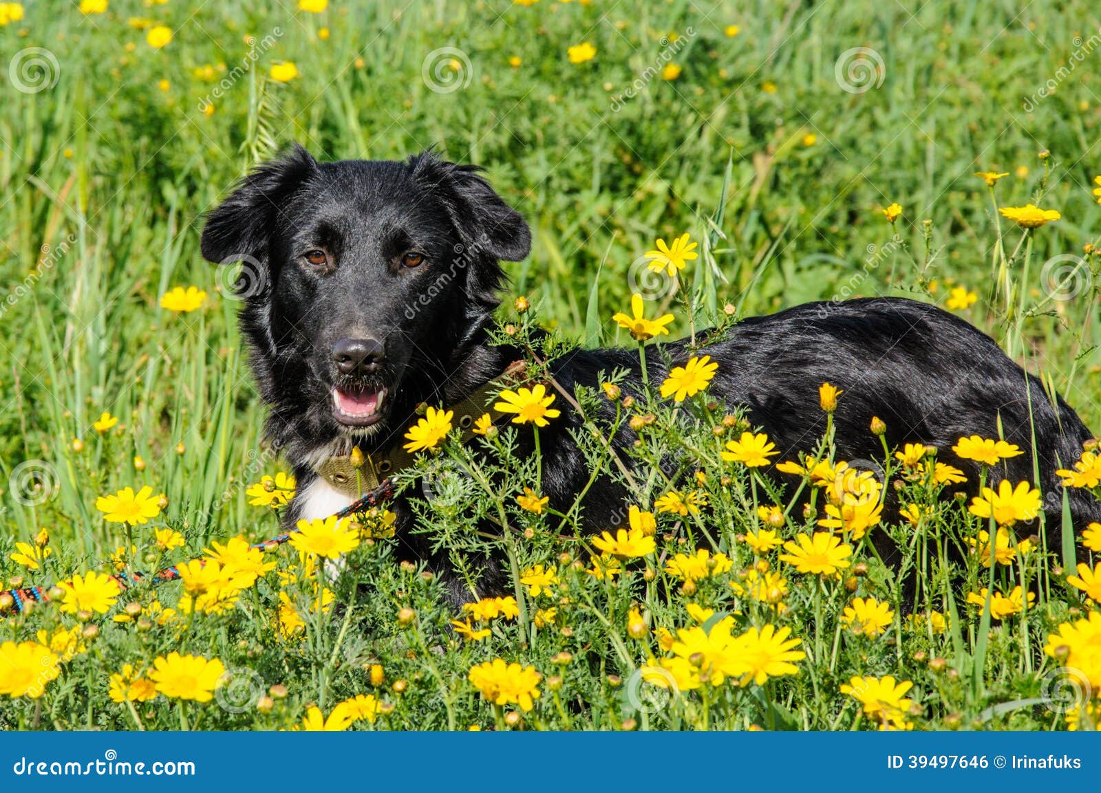 Black dog in a meadow of flowers. Black dog in a meadow of yellow flowers