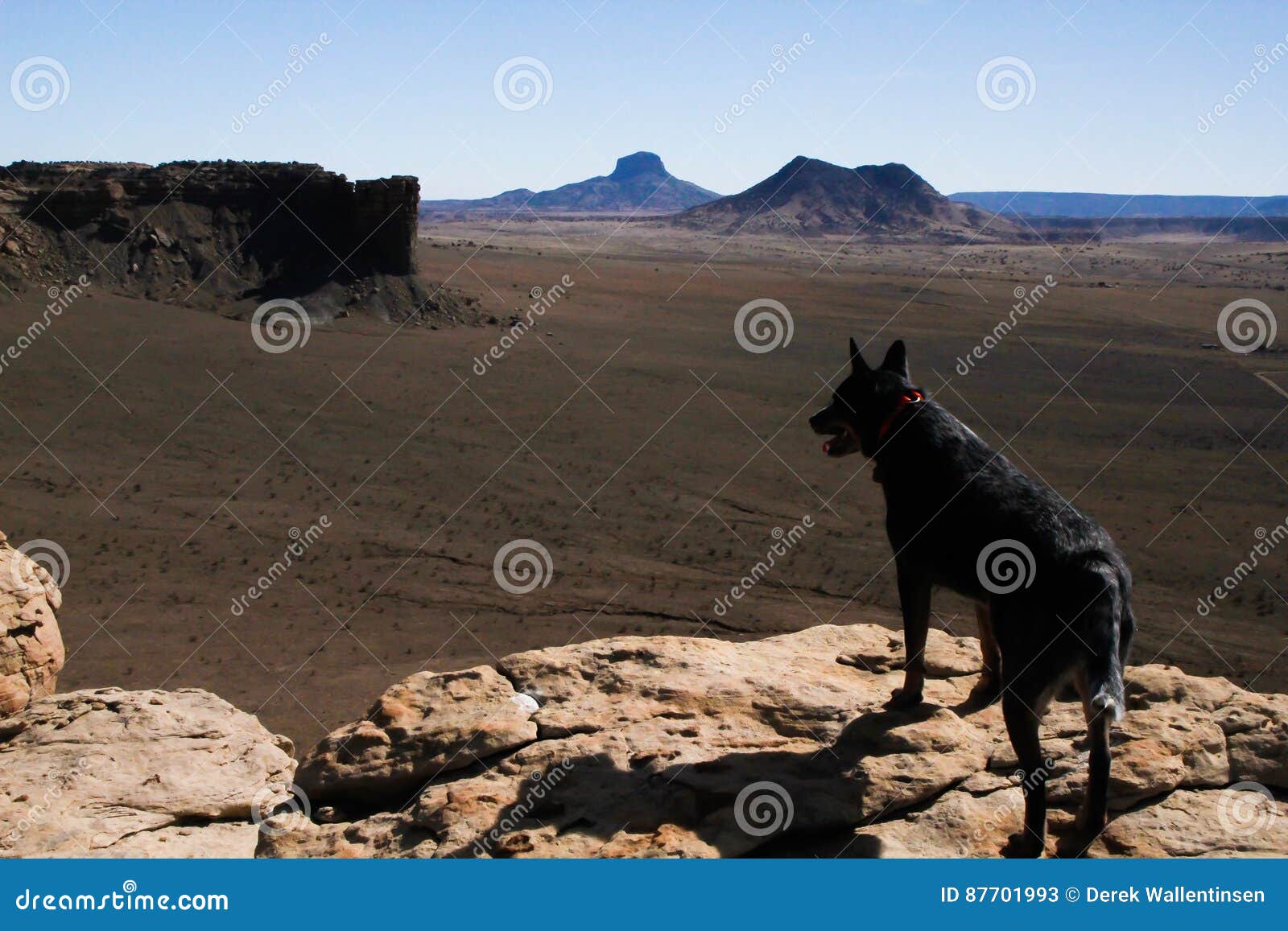 black dog on new mexico cliffs