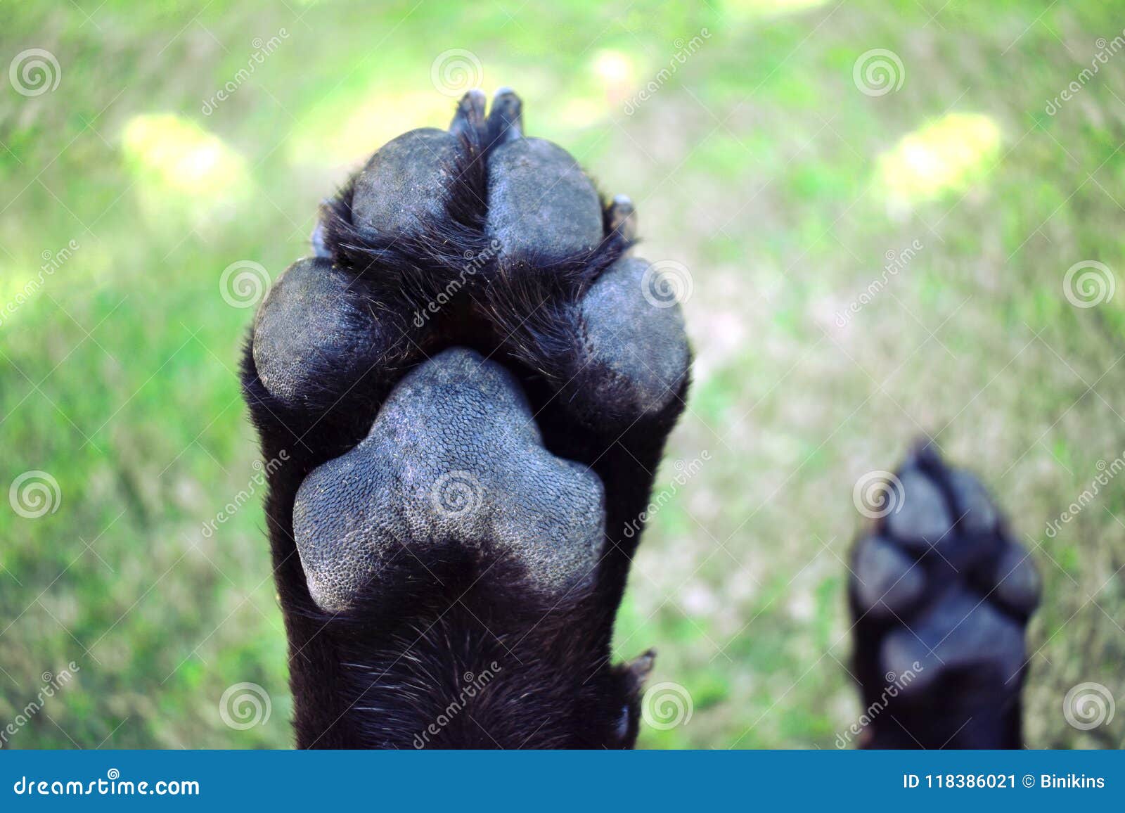 Black Dog Paws stock image. Image of underneath, green 118386021