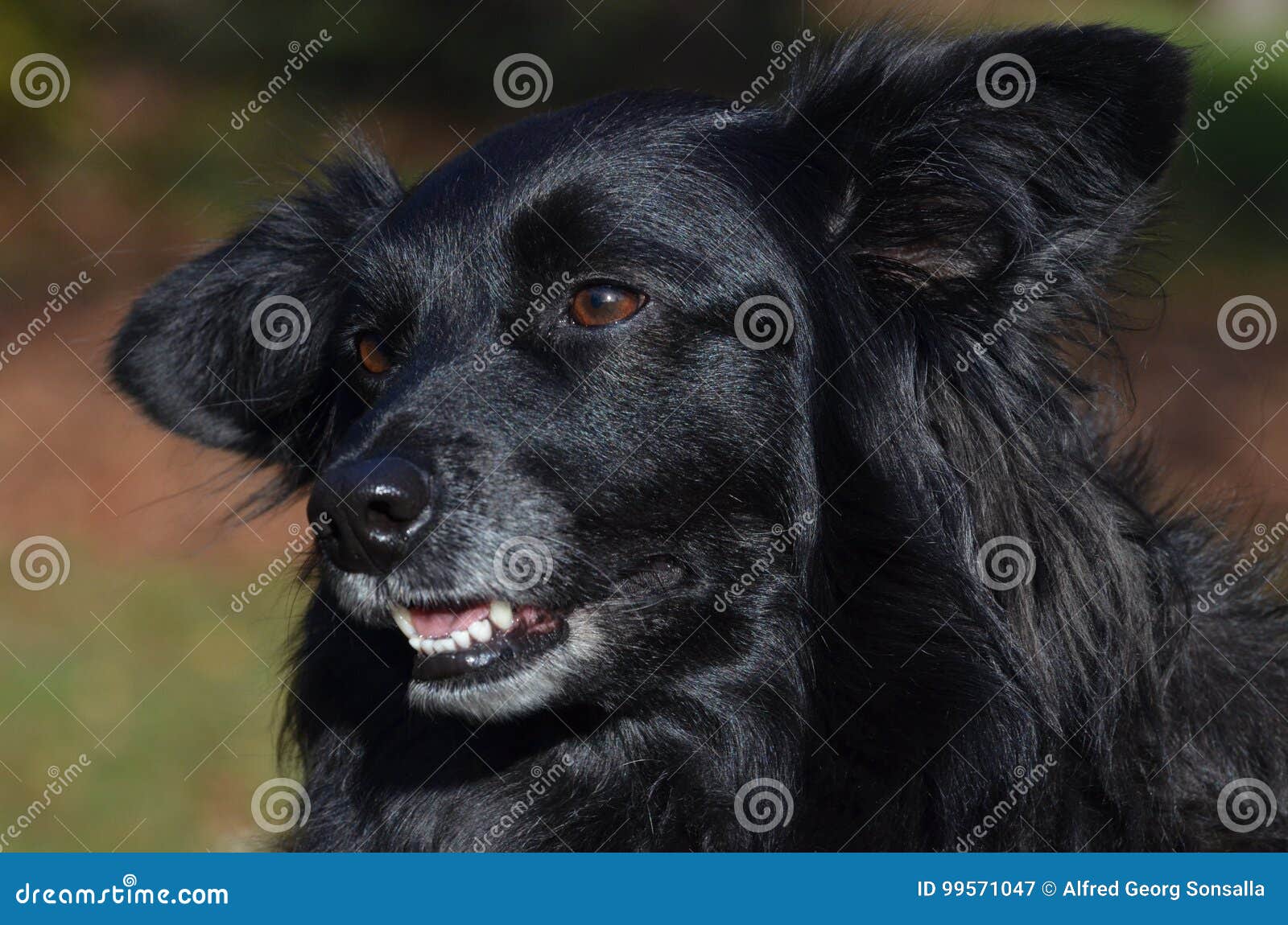 Black dog stock image. Image of lake, leisure, area, gallery - 99571047