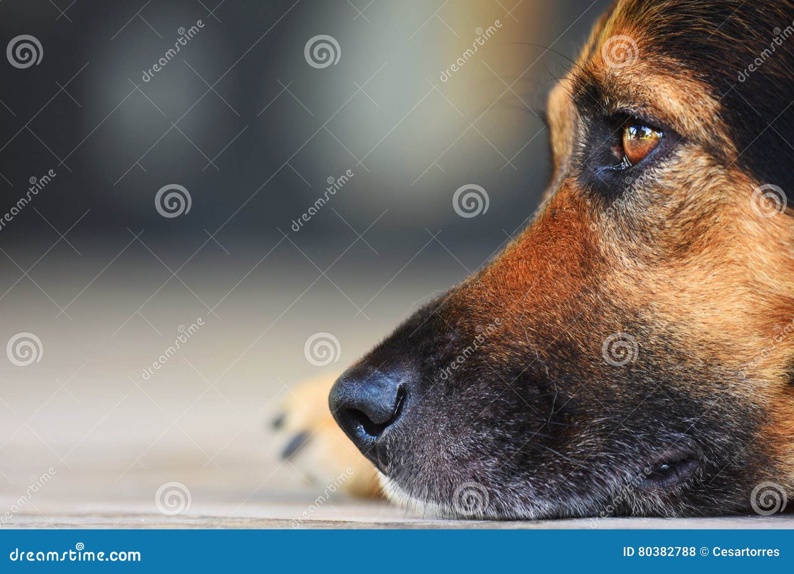 Black dog portrait. Portrait of a black dog lying on the floor