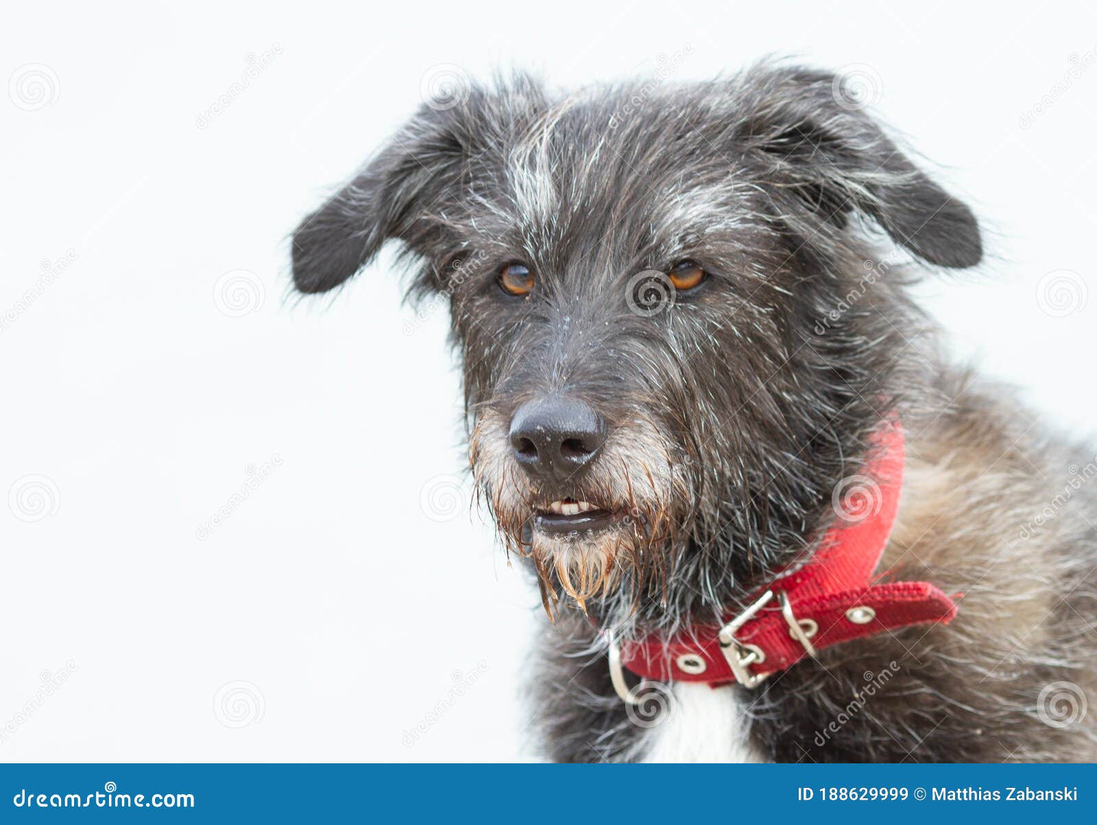 Black Dog with Red Collar Isolated Stock Image Image of white, cute