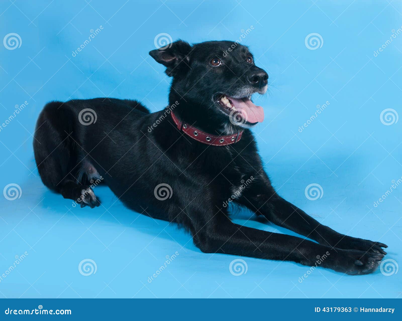 Black Dog in Red Collar Lying on Blue Stock Image Image of blue, soft
