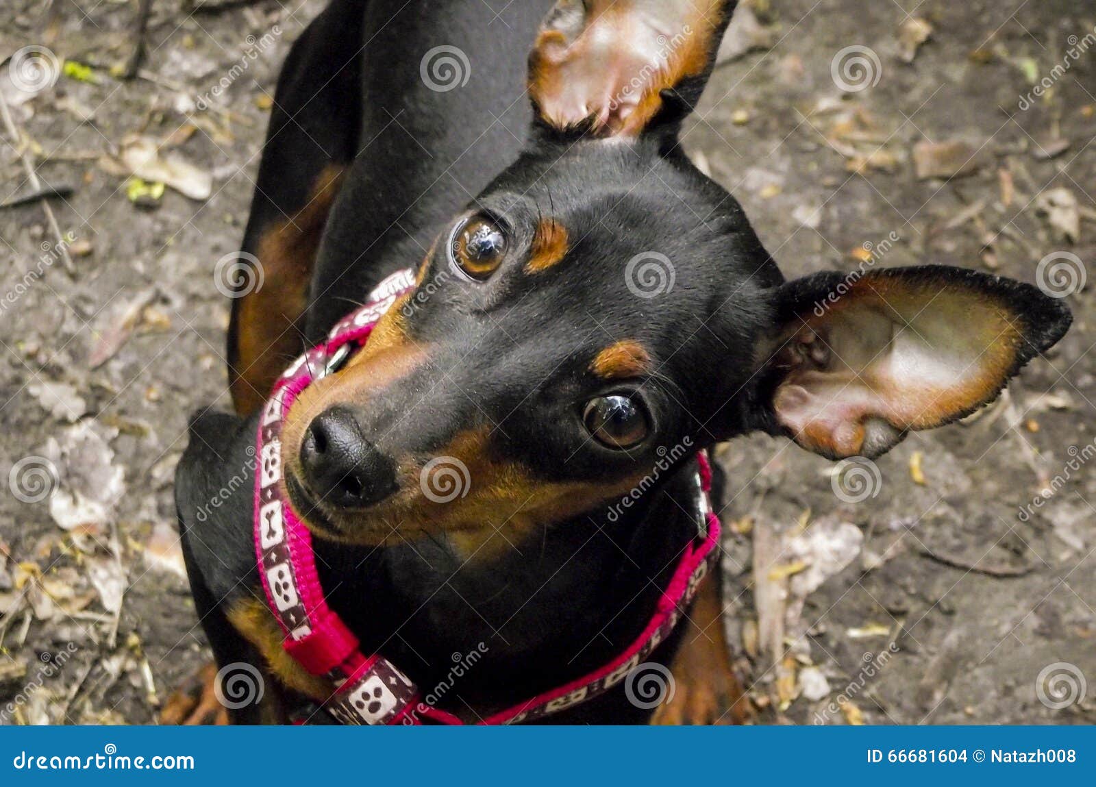 Black Dog in a Red Collar Standing on the Ground Stock Photo Image of