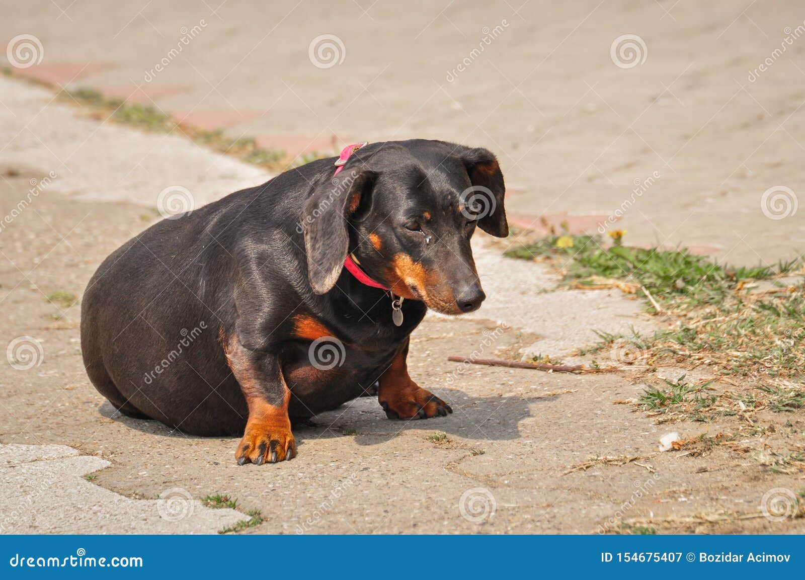 A Black Dog with a Red Collar Stands on Concrete Stock Image Image of