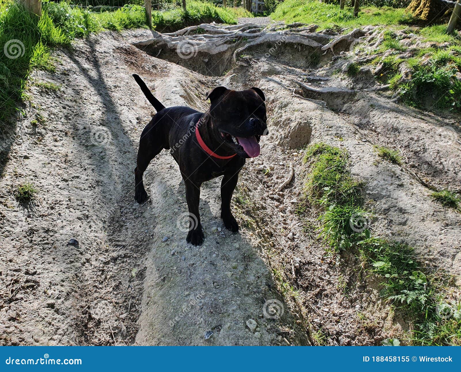 Black Dog with a Red Collar Walking Down the Pathway Surrounded by