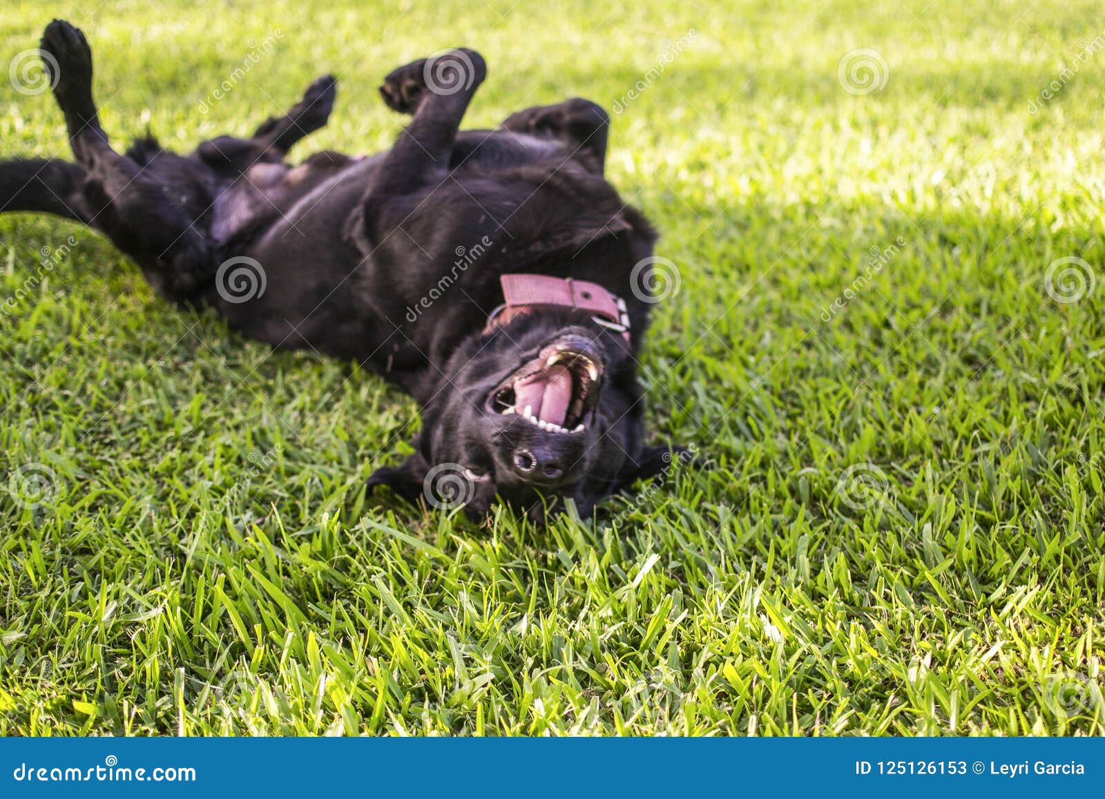 Black Dog Rolls Over Outside Stock Image Image of large, exhaustion