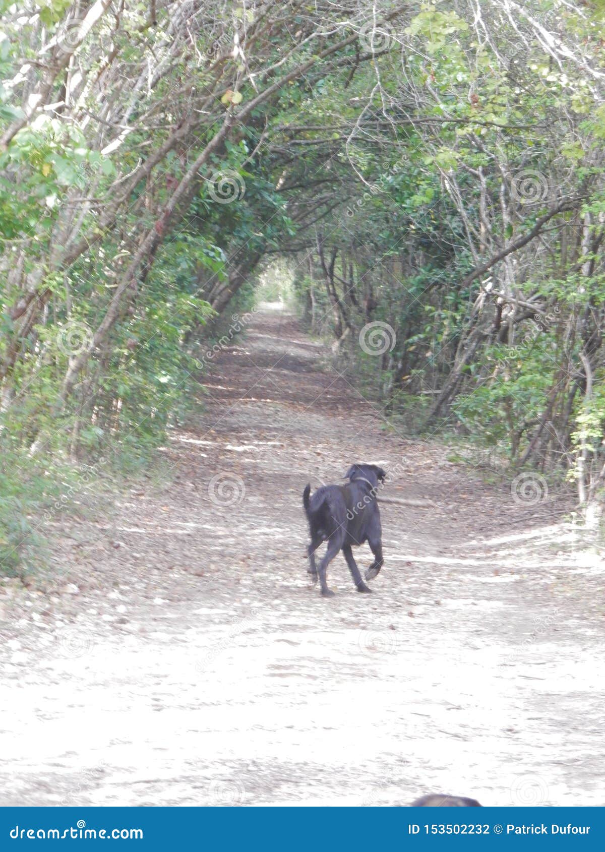A Dog Runs in a Tree Tunnel Stock Photo Image of black, tree 153502232