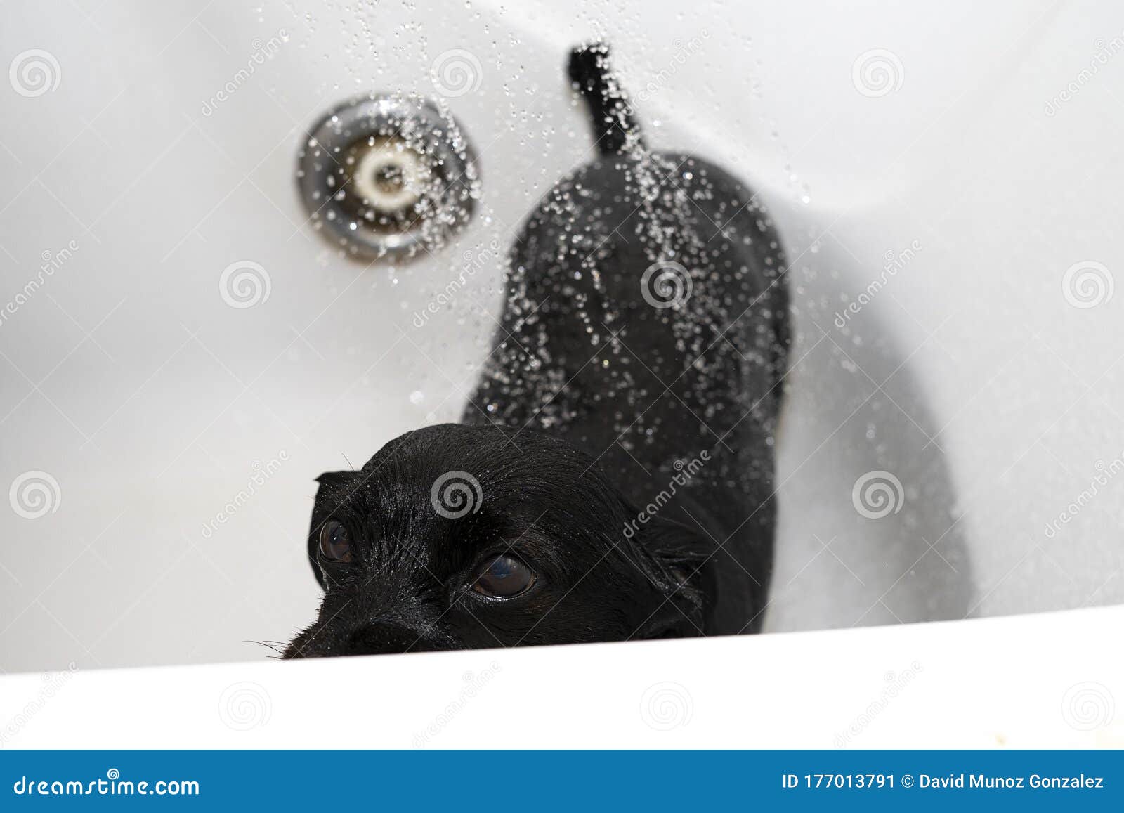 Black dog in the shower stock image. Image of black 177013791