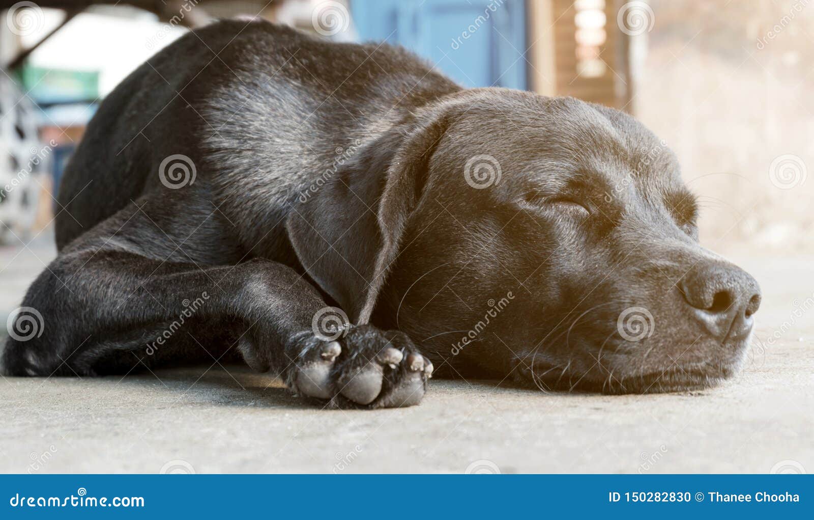 The Black Dog is Sleeping on the Old Cement Floor Stock Photo Image