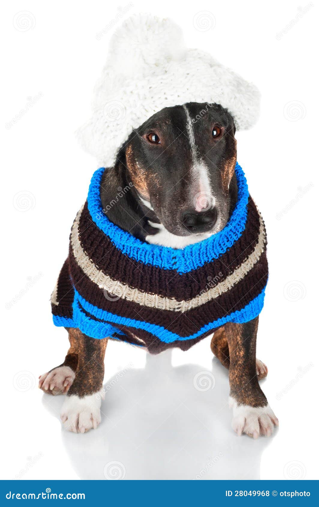 Black Dog in a Sweater and a Hat Stock Photo Image of isolated