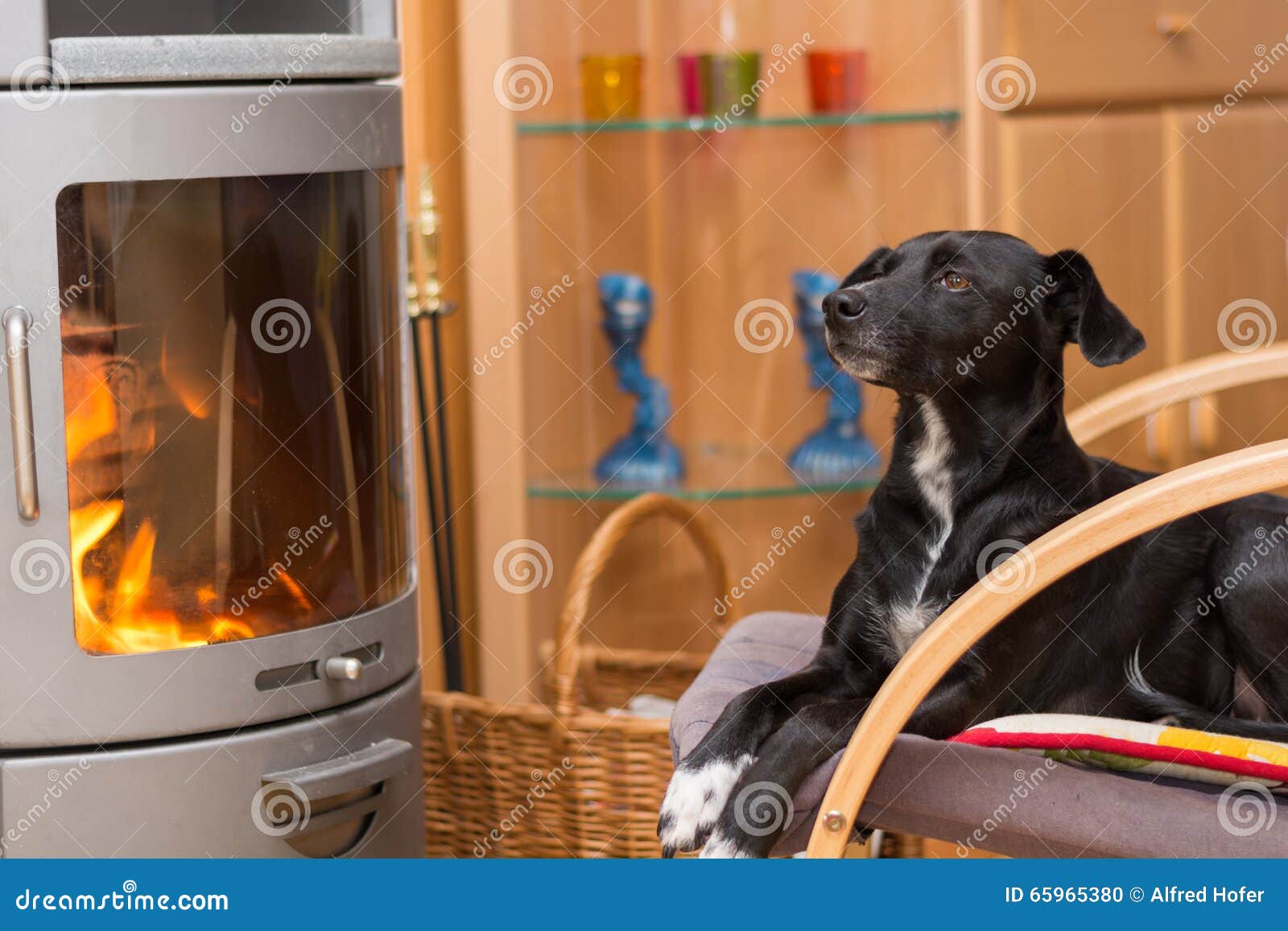 Black Dog Warms Himself in Front of Fireplace Stock Photo Image of