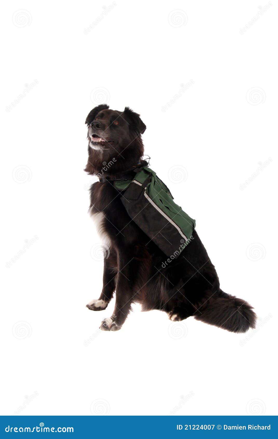 Black Dog Wearing a Backpack Stock Image Image of adorable, cute