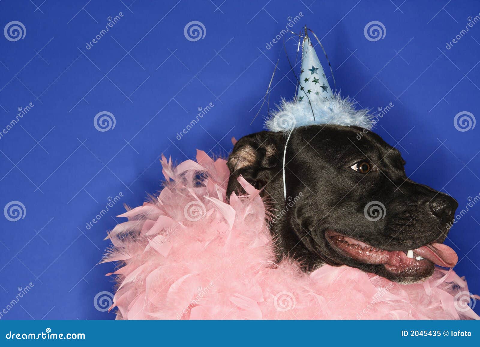 Black Dog Wearing Party Hat Stock Image Image of animal, canine 2045435