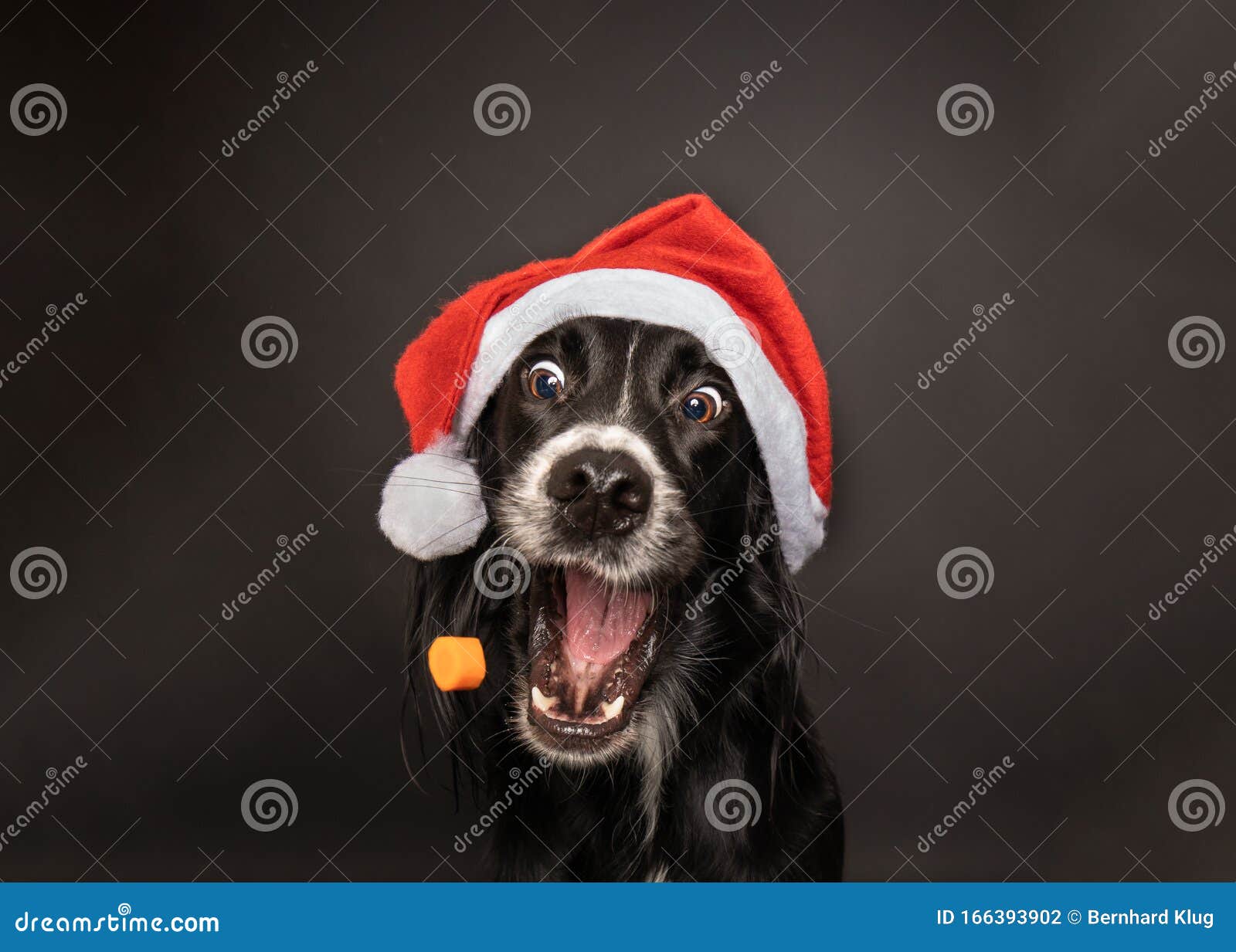black dog wearing a santa hat and catching a treat