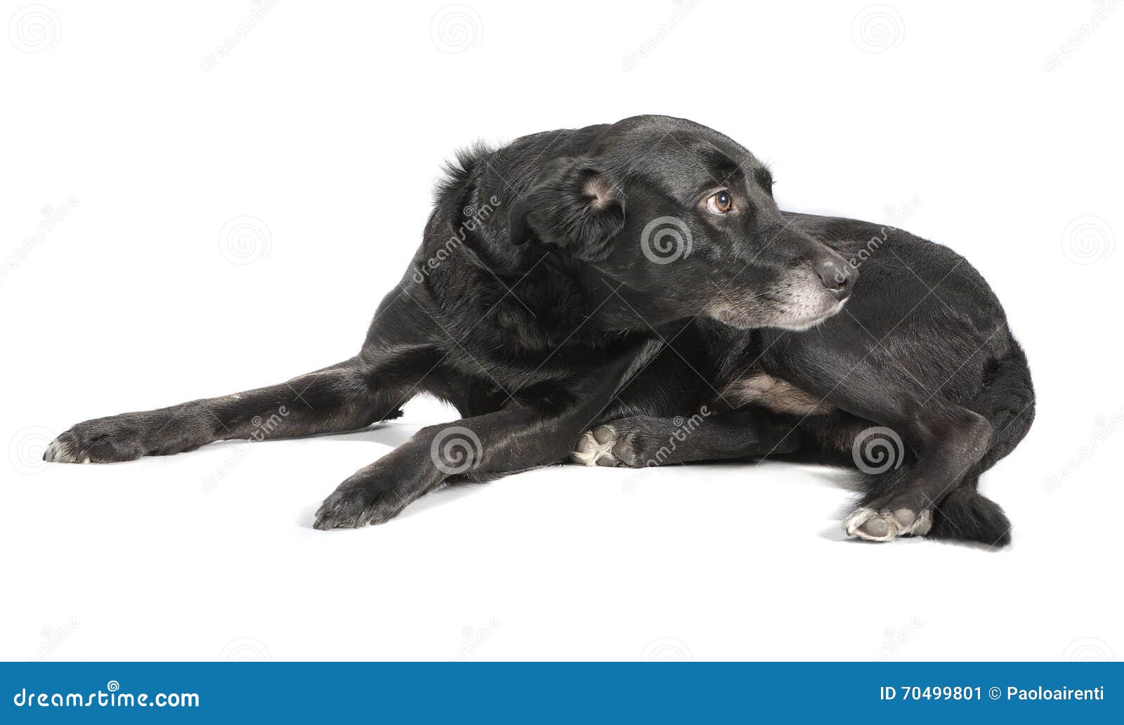 A Black Dog on White Background Stock Image Image of animal, domestic