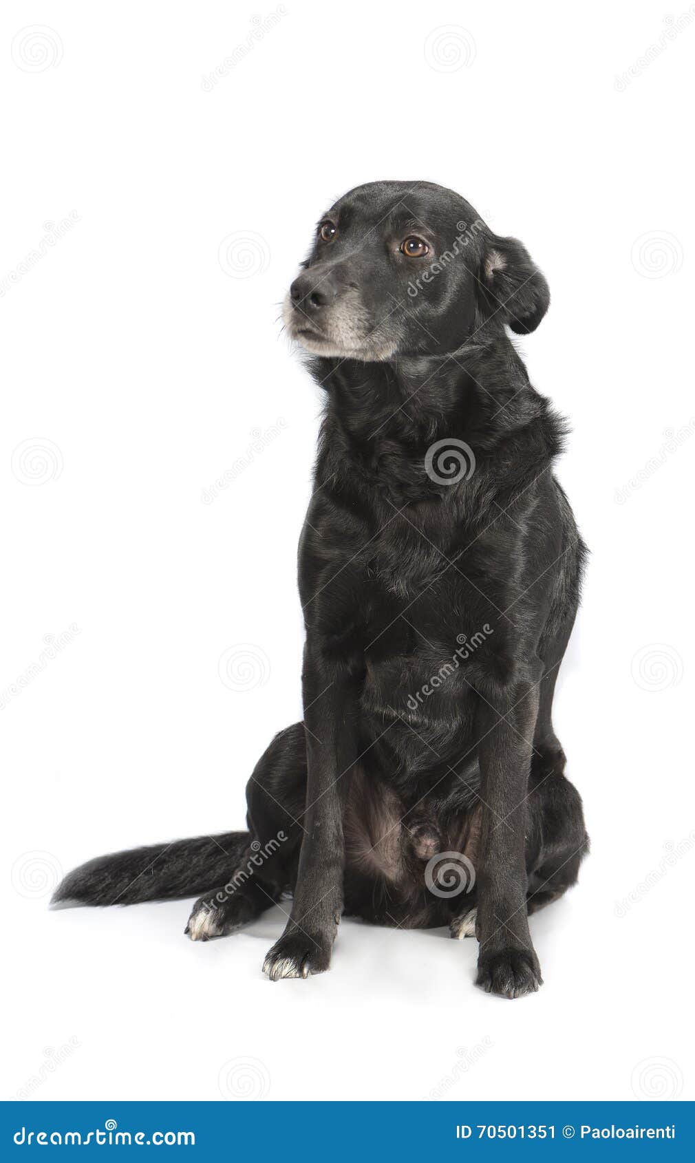 A Black Dog On White Background Stock Image Image of inhaling