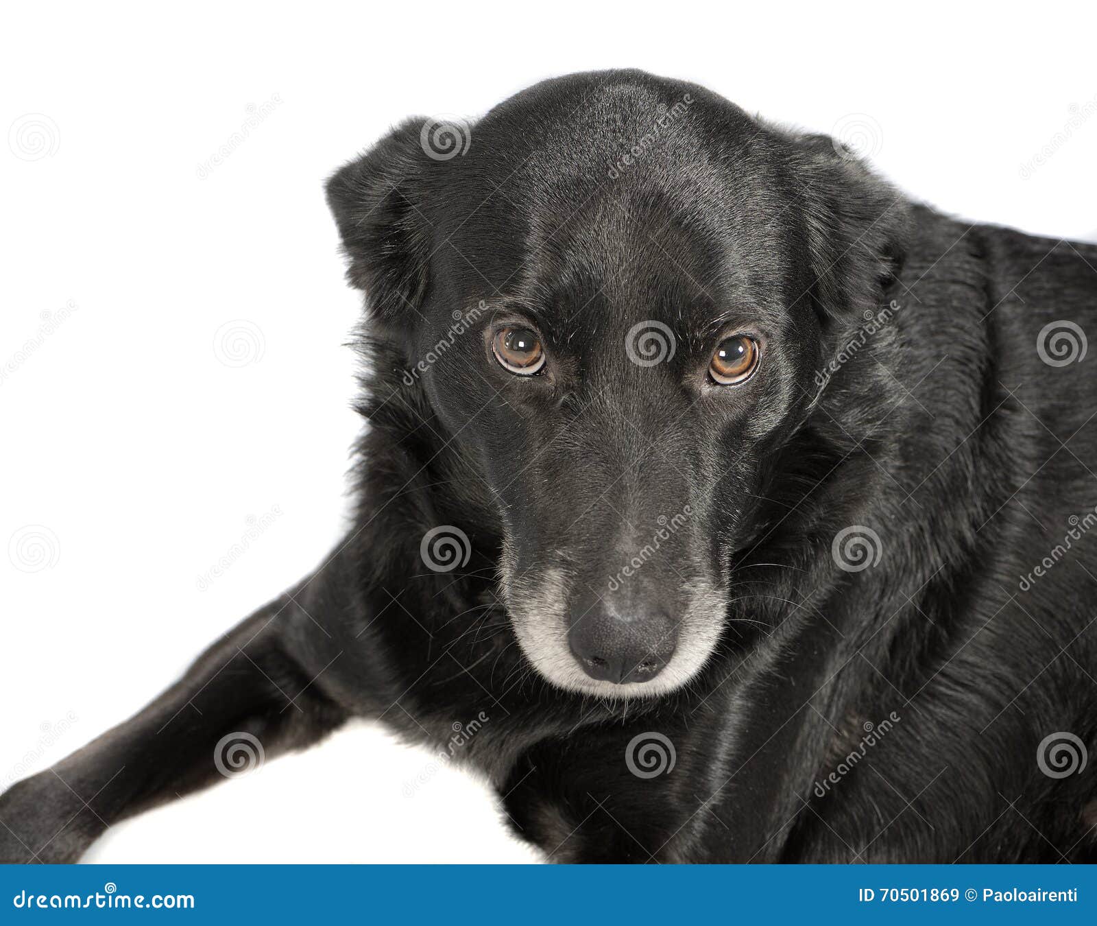 A Black Dog on White Background Stock Image Image of studio