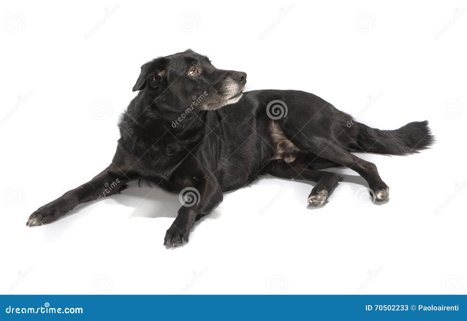 A Black Dog on White Background Stock Image Image of sitting, anxious