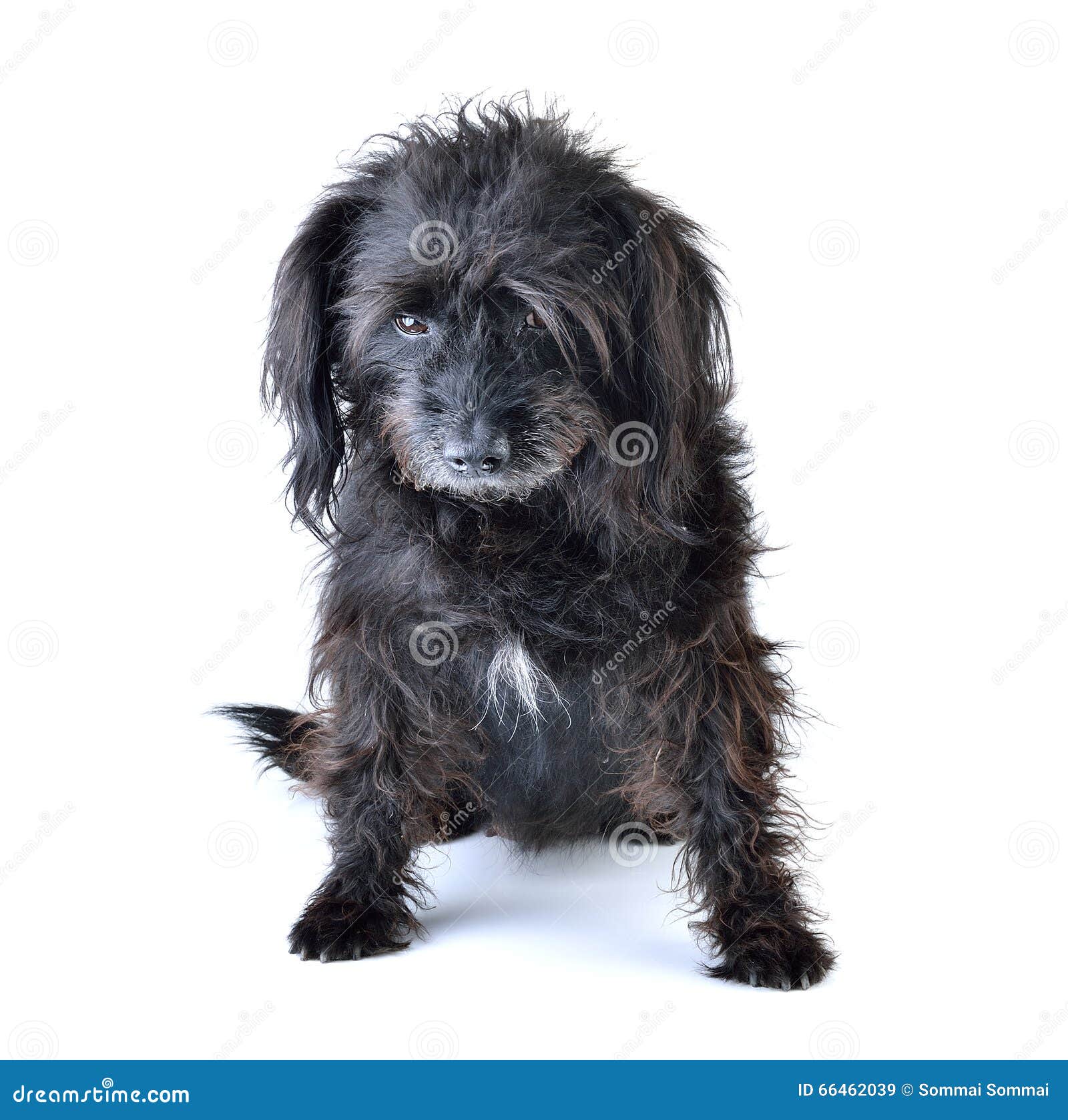 Black Dog on White Background Stock Image Image of puppy, breed 66462039