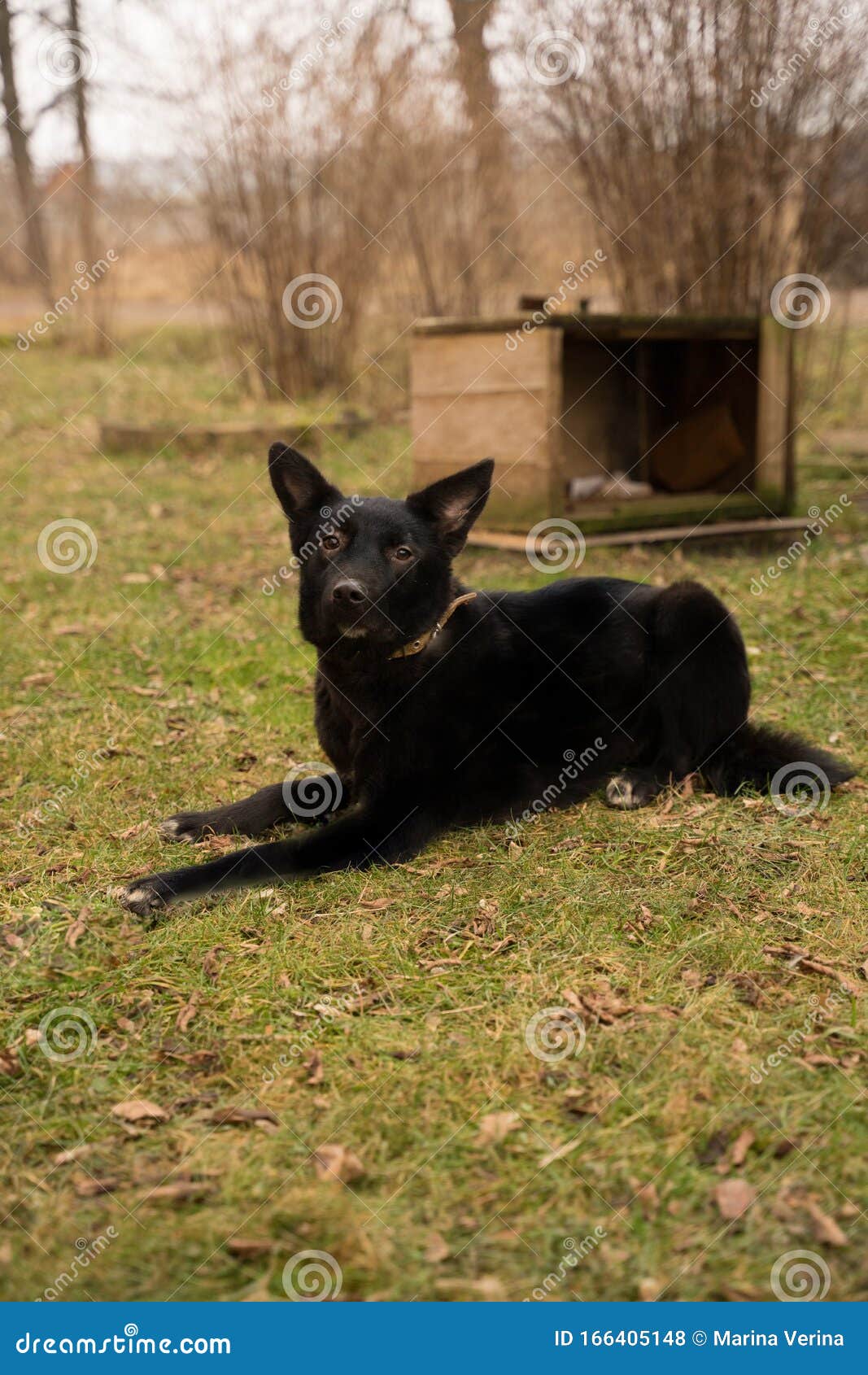 Black Dog with a White Spot on His Chest Stock Photo Image of