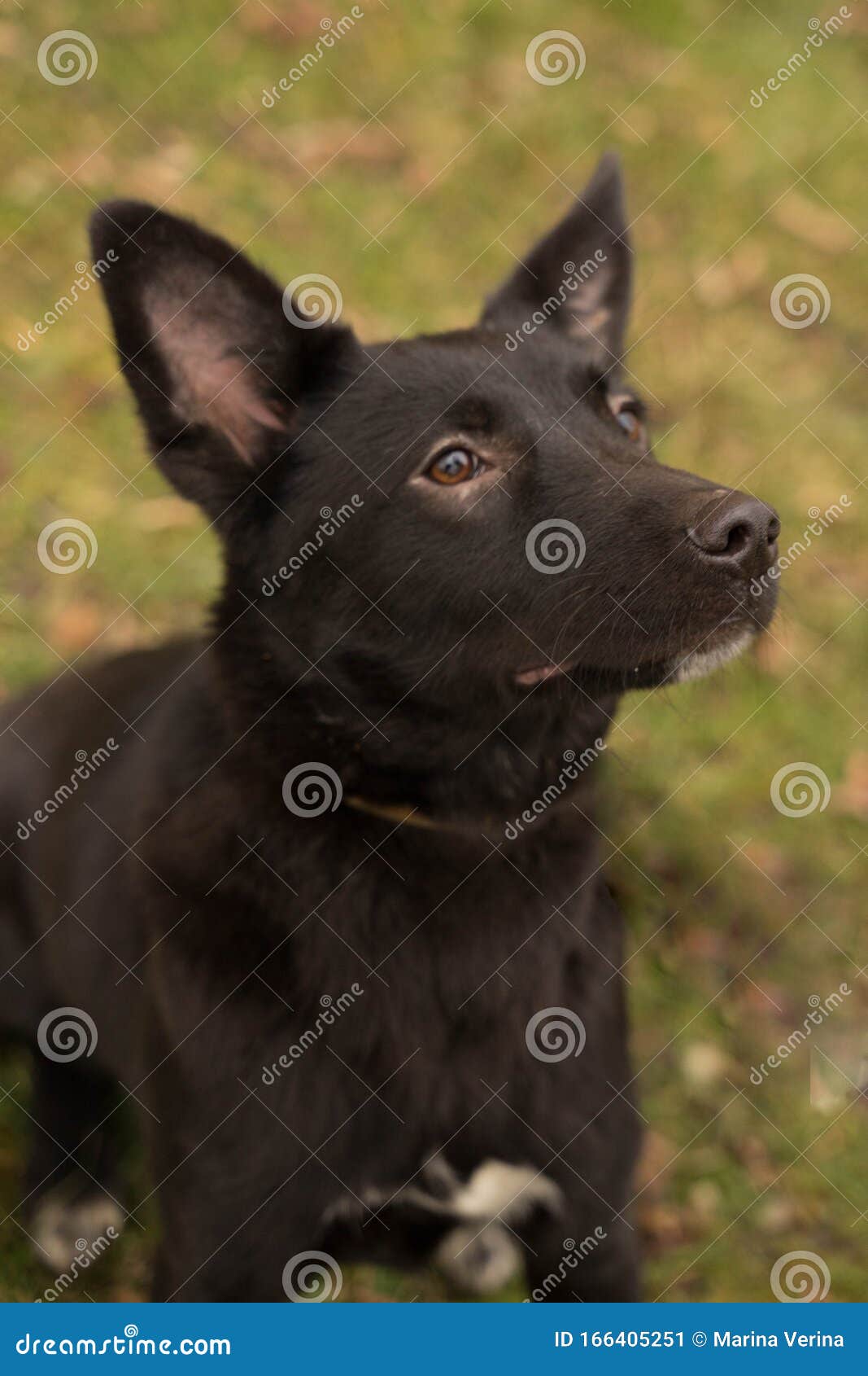 Black Dog with a White Spot on His Chest Stock Image Image of friend