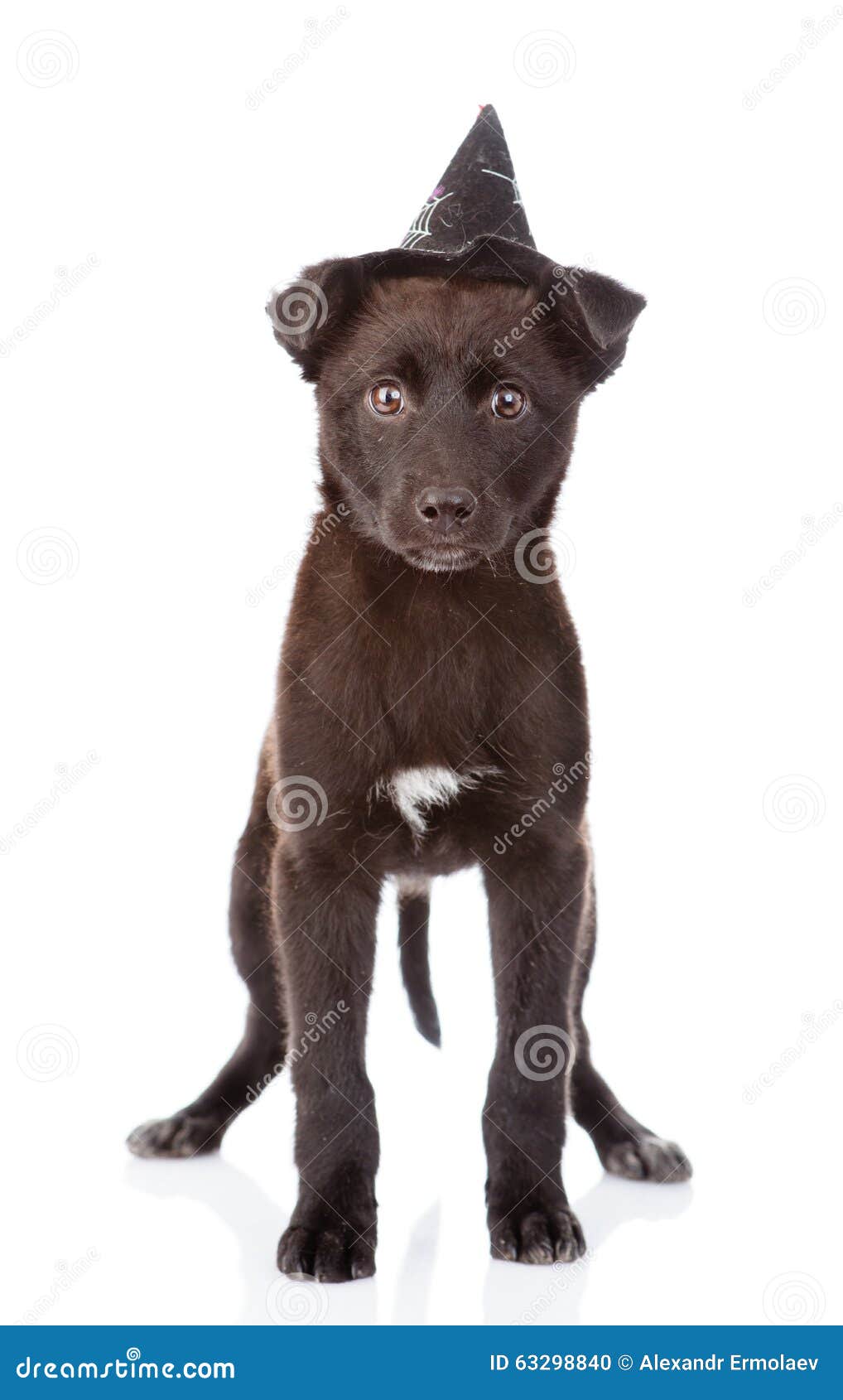 Black Dog With Witch Hat For Halloween. Isolated On White Background
