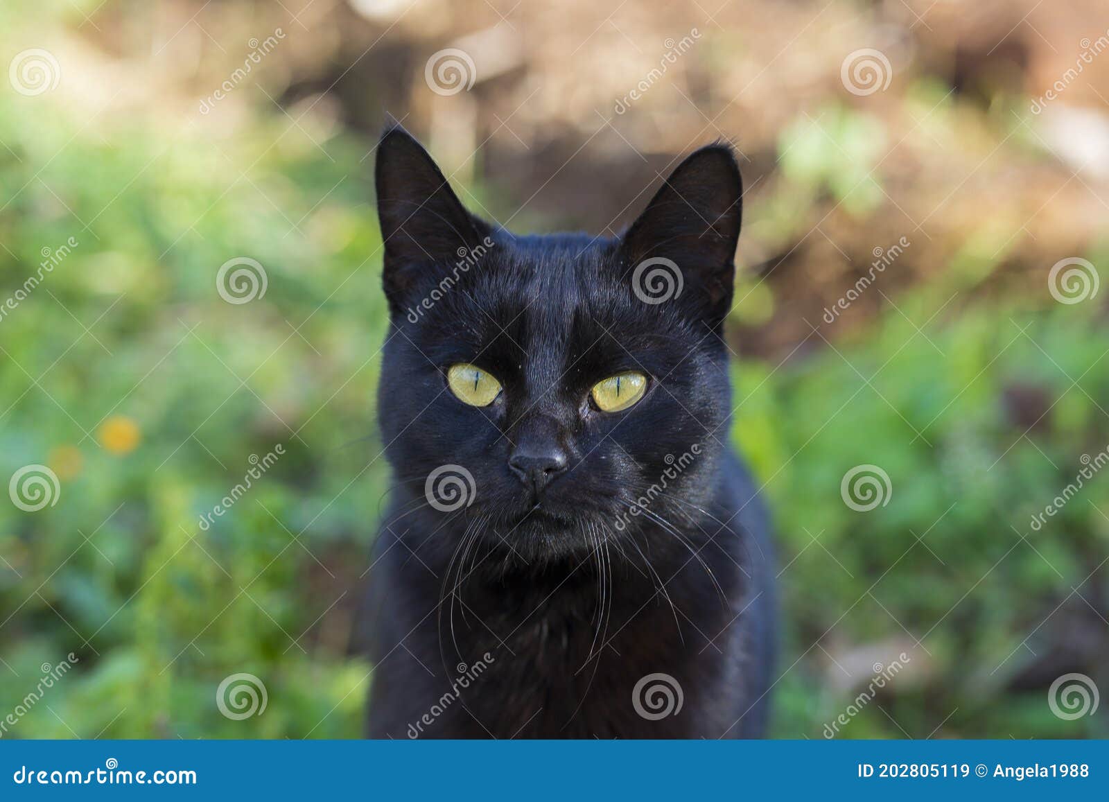 black domestic cat in the nature