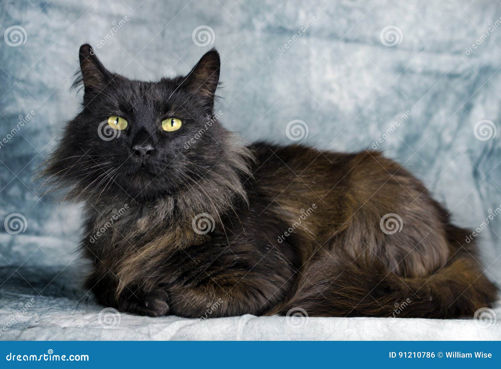 Black Domestic Long Hair Cat Stock Photo - Image of adoption, society:  91210786