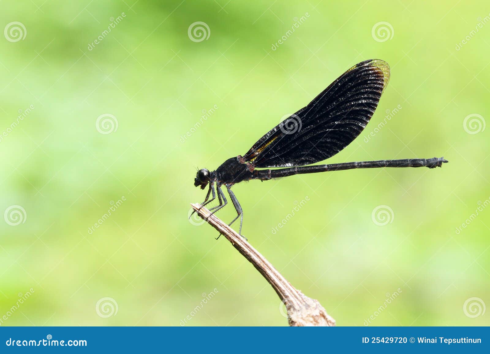 Black dragonfly stock photo. Image of wood, wild, forest 25429720