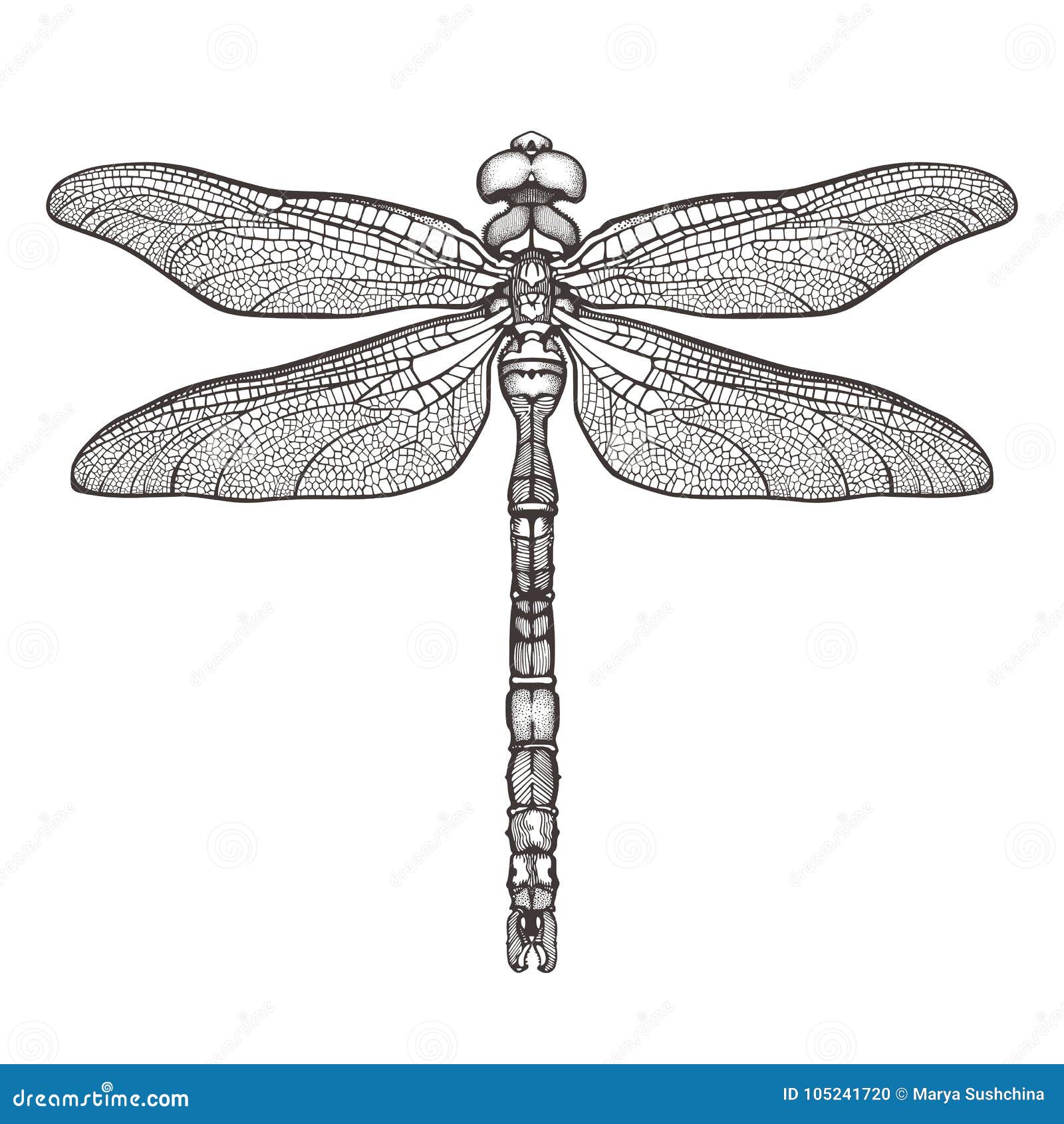 Black Dragonfly Aeschna Viridls, Isolated On White Background. Dragonfly Tattoo Sketch. Coloring ...