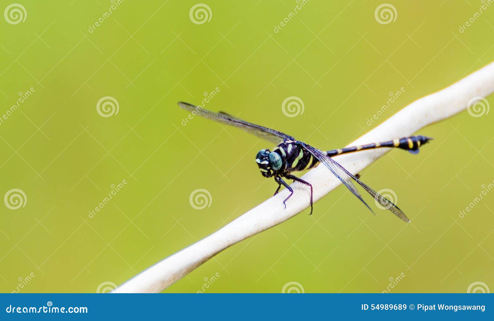 Black Dragonfly stock image. Image of closeup, animal 54989689