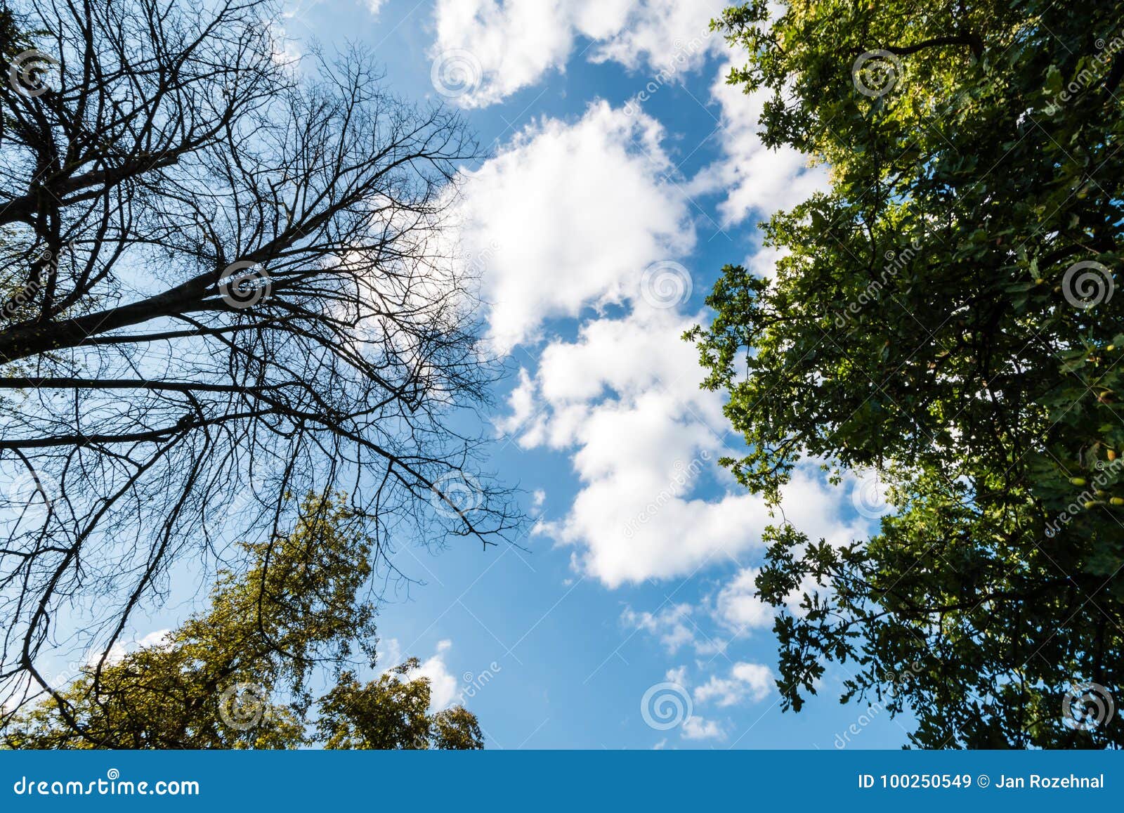 Black Dry Branches of Tree without Leaves Stock Image - Image of ...