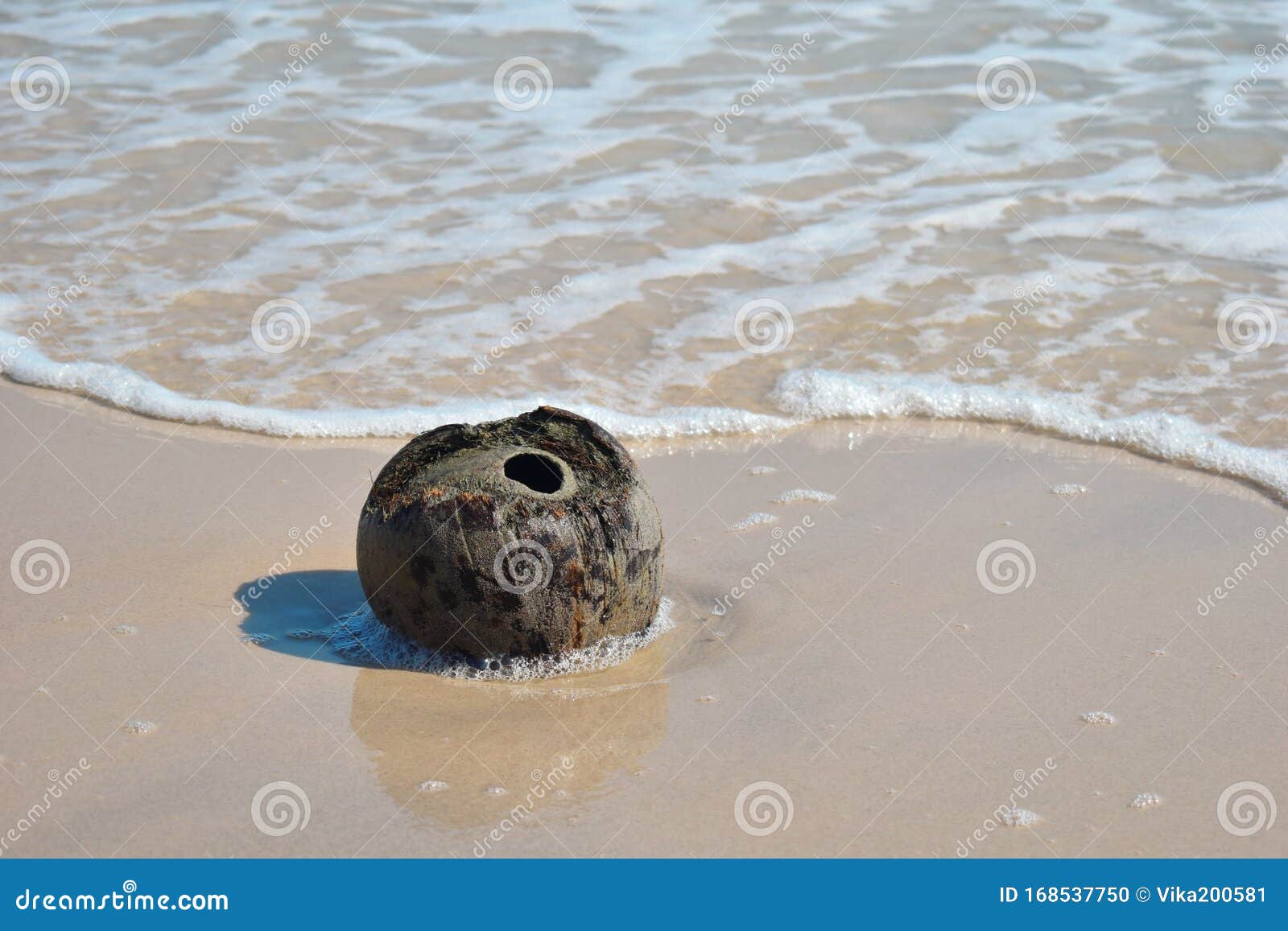 Old Coconut Floats in Water. the Bark of the Coconut in the Sea. Brown ...
