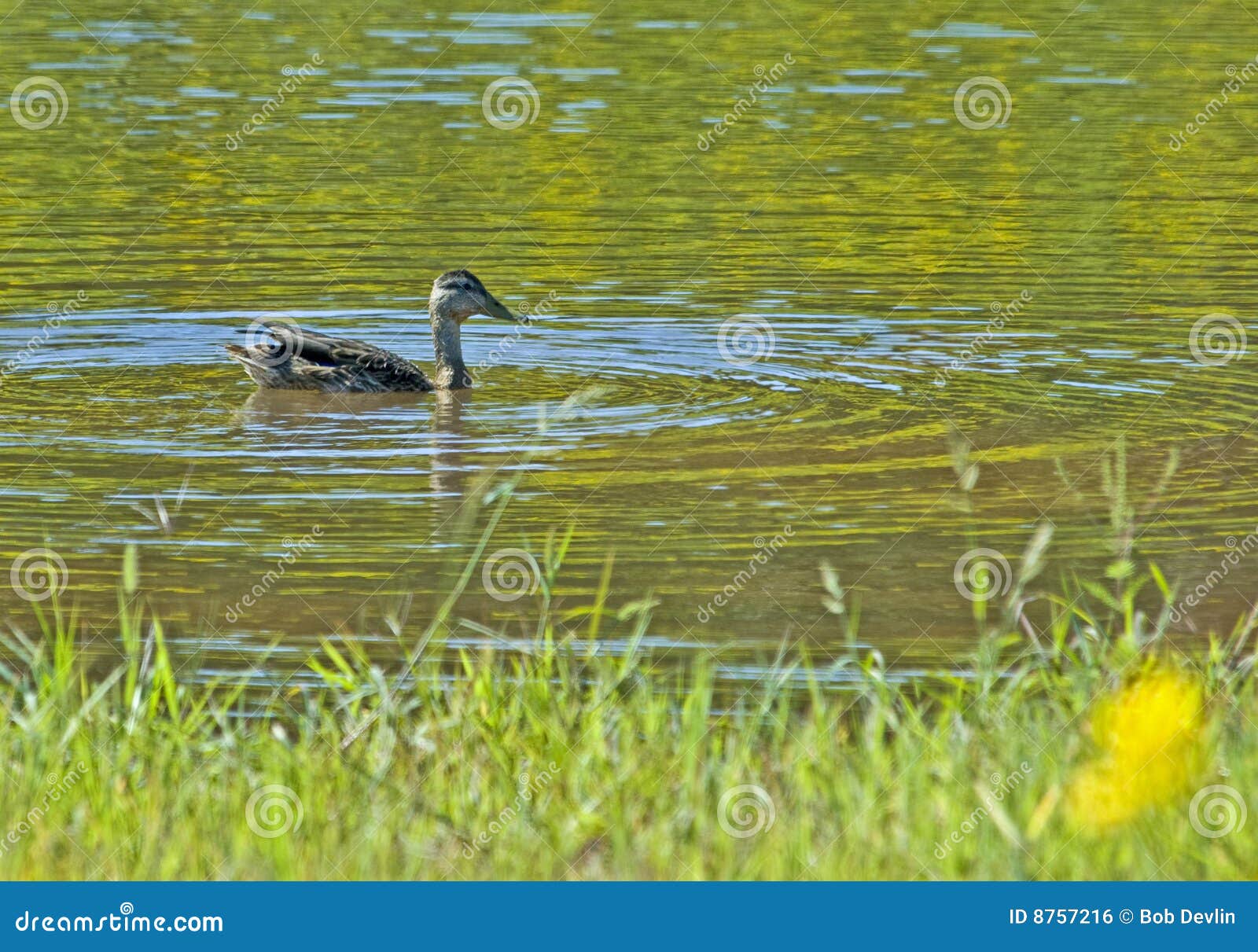Black Duck on Pond stock photo. Image of wildlife, black 8757216