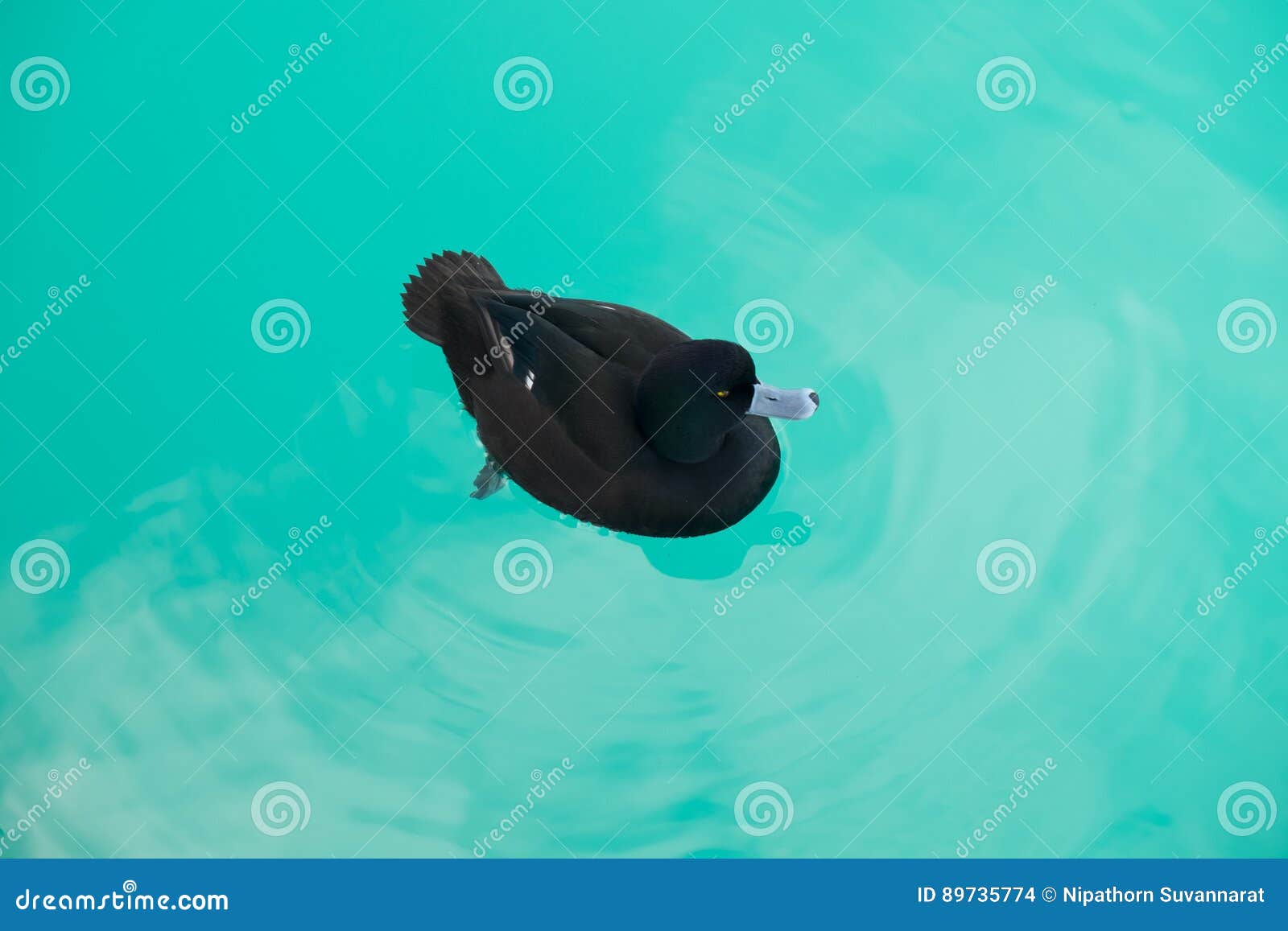 Black Duck Are Swimming Peacefully In Salmon Farm Lake Pukaki At South Island New Zealand Stock Photo Image Of Loons Geese
