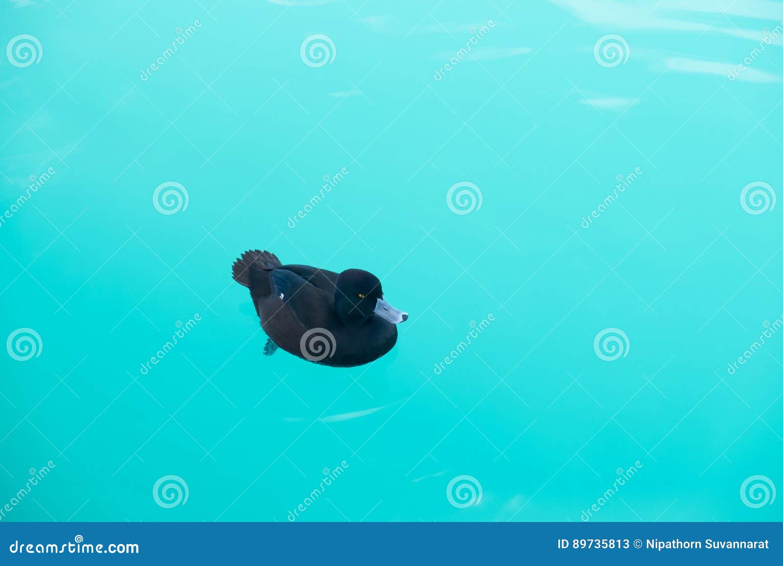 Black Duck Are Swimming Peacefully In Salmon Farm Lake Pukaki At South Island New Zealand Stock Image Image Of Geese Colorful