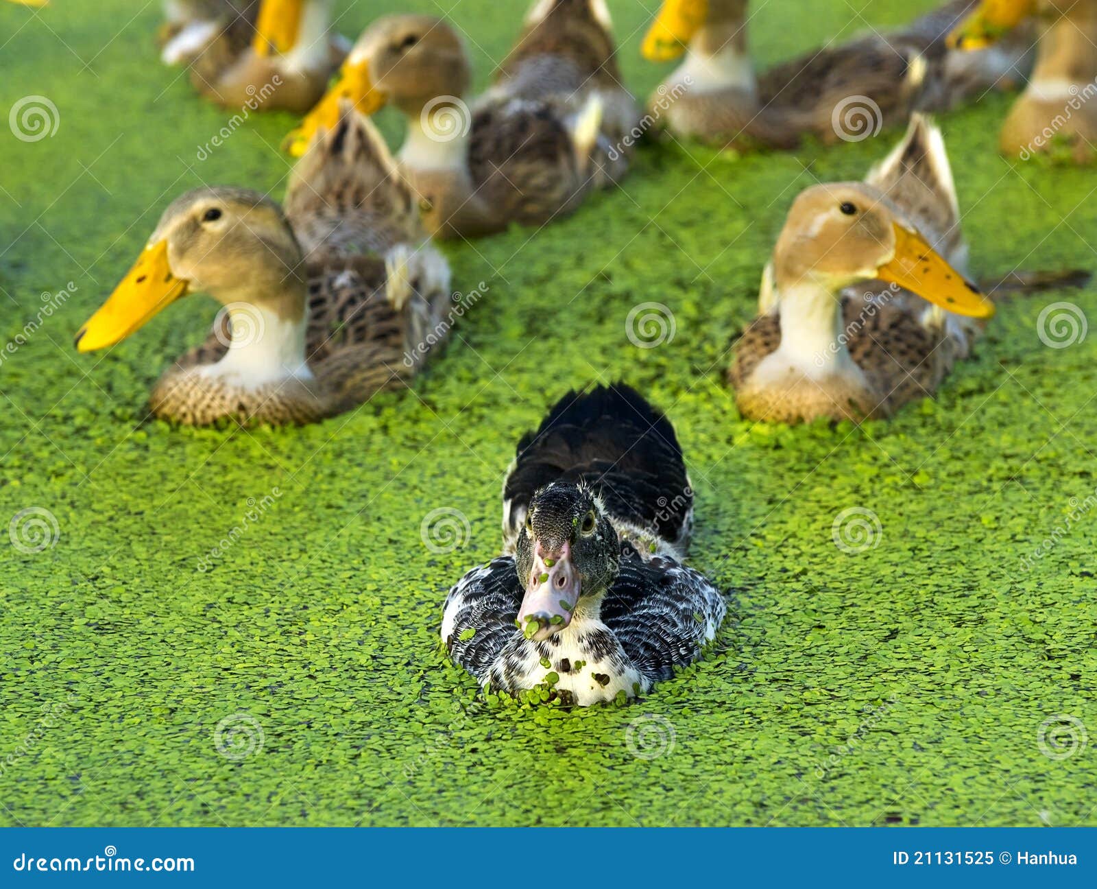 A black ducks stock image. Image of wild, island, duck 21131525