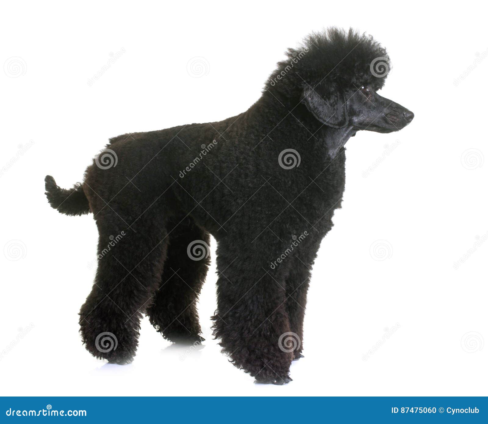 dwarf poodle size