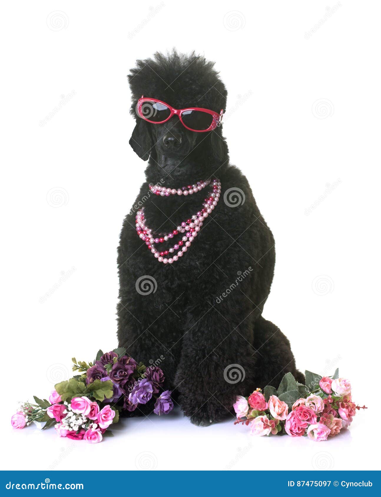 135 Poddle Stock Photos - Free \u0026 Royalty-Free Stock Photos from Dreamstime, image size:1294x1690