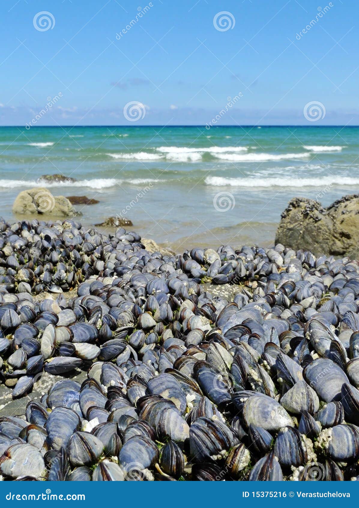 black eatable mussels on a coast