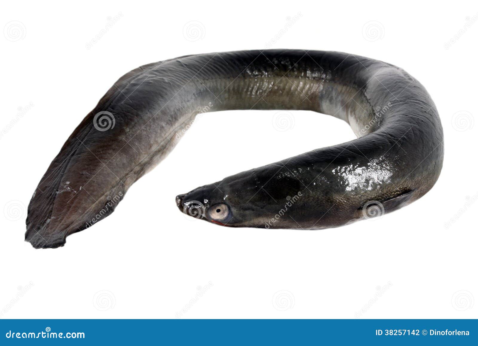 Black Eel Stock Photography - Image: 38257142