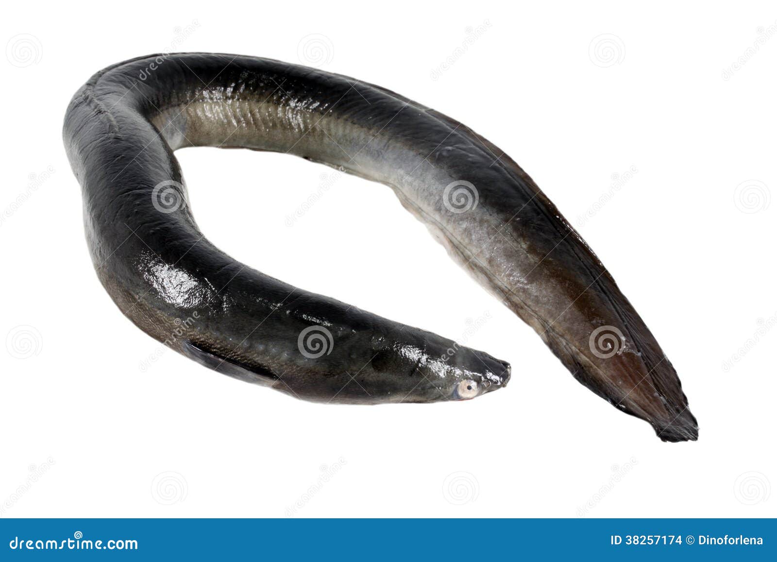 Black Eel stock photo. Image of single, background, freshwater - 38257174